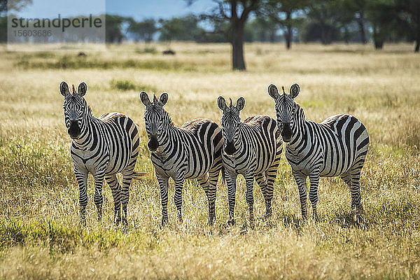 Vier Steppenzebras (Equus burchellii) stehen und schauen in die Kamera  Grumeti Serengeti Tented Camp  Serengeti National Park; Tansania