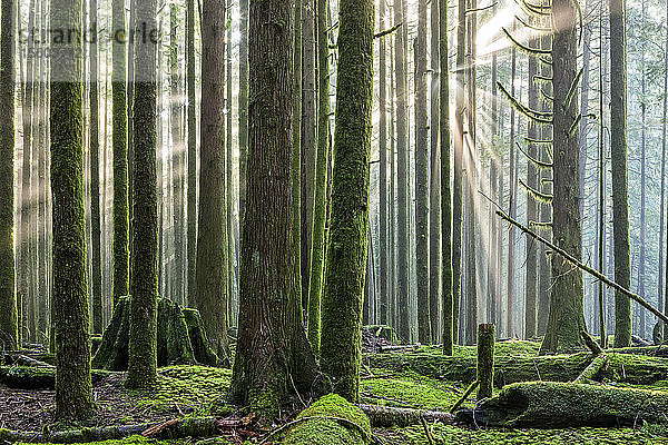 Sonnenstrahlen durch die neblige Luft in einem Regenwald; British Columbia  Kanada