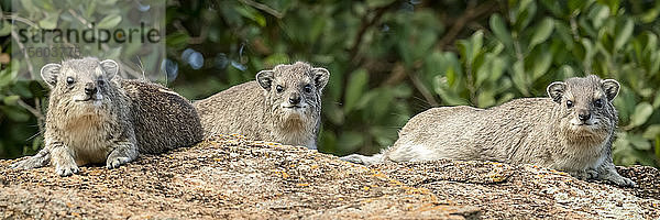 Drei Felsenhyraxen (Procavia capensis) auf einem Felsen in der Nähe von Bäumen  Klein's Camp  Serengeti National Park; Tansania