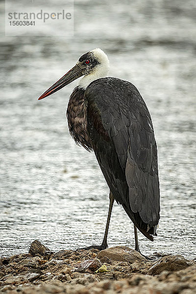 Wollhalsstorch (Ciconia episcopus) steht auf einem Kieselstein am Fluss  Grumeti Serengeti Tented Camp  Serengeti National Park; Tansania