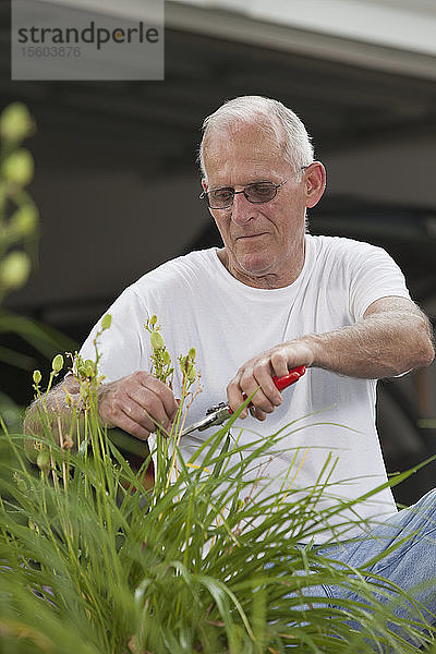 Ein älterer Mann schneidet die Samenschoten einer Pflanze in seinem Garten
