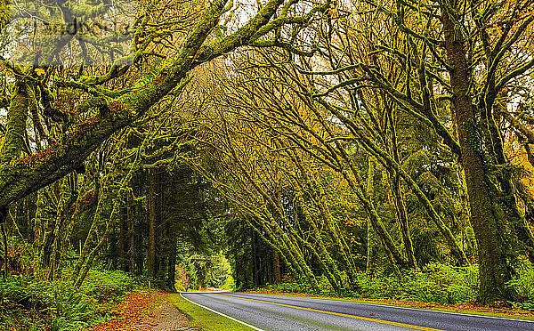 Straße durch die California Redwoods; Kalifornien  Vereinigte Staaten von Amerika