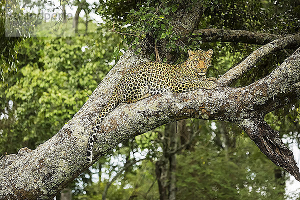 Leopard (Panthera pardus) schaut von einem baumelnden Ast herab  Cottar's 1920s Safari Camp  Maasai Mara National Reserve; Kenia