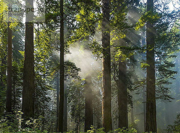 Sonnenstrahlen auf dem Wald in den California Redwoods; Kalifornien  Vereinigte Staaten von Amerika
