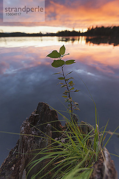 Pflanzen  die aus einem Baumstumpf am Lake Umbagog  New Hampshire  USA  wachsen