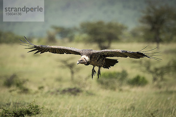 Weißrückengeier (Gyps africanus) bei der Landung im Gras  Klein's Camp  Serengeti-Nationalpark; Tansania