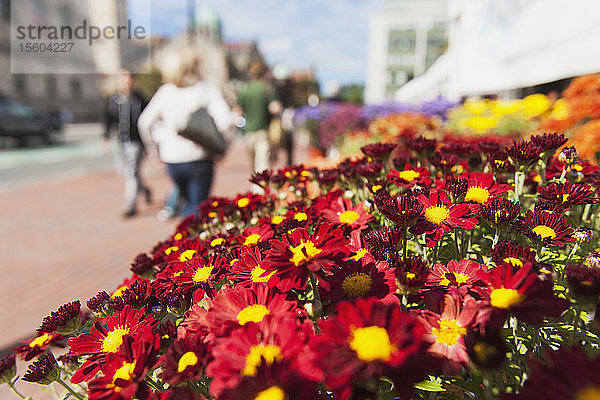 Gänseblümchen zu verkaufen auf dem Freiluftmarkt  Copley Square  Dartmouth Street  Back Bay  Boston  Massachusetts  USA