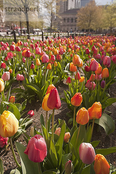 Tulpen in einem Garten  Copley Square  Boston  Suffolk County  Massachusetts  USA