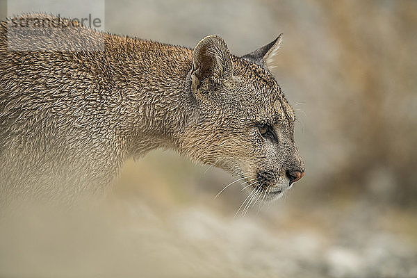 Seitenansicht eines Pumas in Südchile; Chile