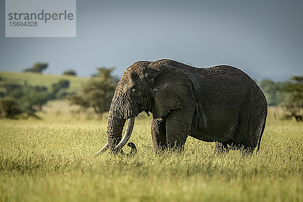 Männlicher afrikanischer Buschelefant (Loxodonta africana) steht im Profil  Grumeti Serengeti Tented Camp  Serengeti National Park; Tansania