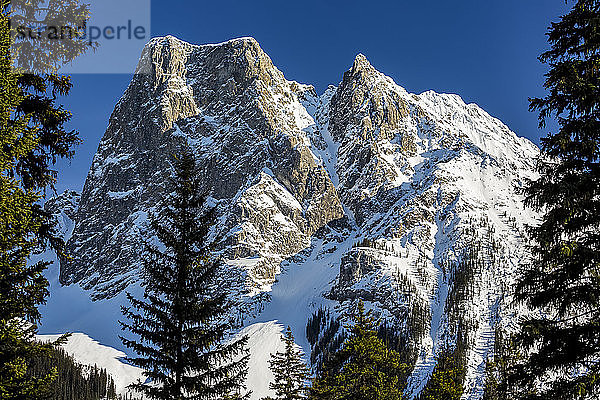 Schneebedeckter Berggipfel umrahmt von immergrünen Bäumen und blauem Himmel; Field  Alberta  Kanada