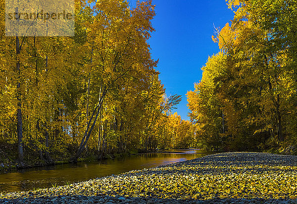 Herbstfarbenes Laub an den Bäumen entlang des Mission Creek; British Columbia  Kanada