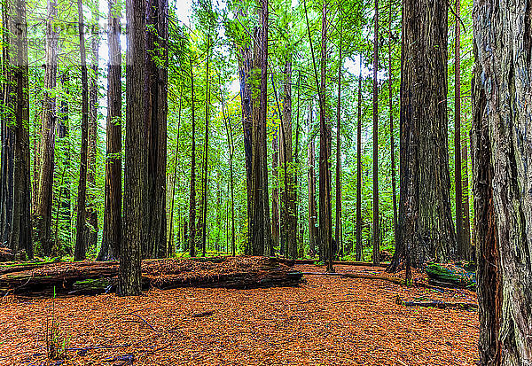 California Redwoods; Kalifornien  Vereinigte Staaten von Amerika