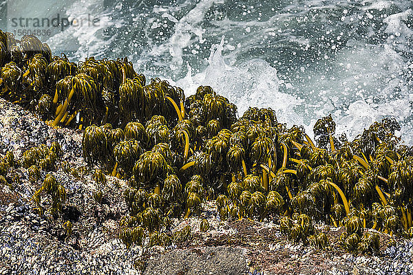 Seepalmen (Postelsia palmaeformis) klammern sich an die Felsen in der Brandung am Rocky Creek State Scenic Viewpoint an der Küste Oregons; Depot Bay  Oregon  Vereinigte Staaten von Amerika