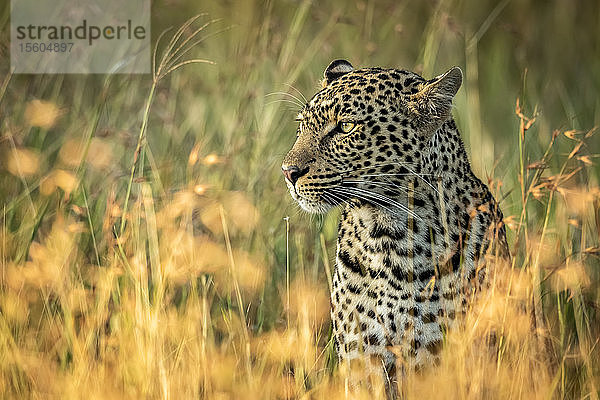 Nahaufnahme eines Leoparden (Panthera pardus)  der im langen Gras sitzt  Grumeti Serengeti Tented Camp  Serengeti National Park; Tansania