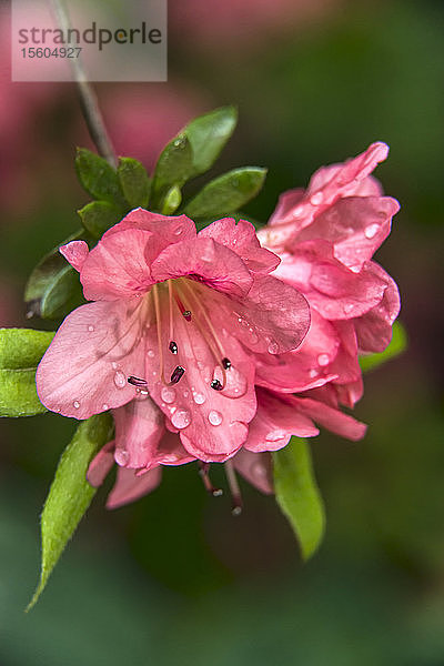 Pericat-Hybrid-Azaleen (Rhododendren)  'Mrs. Fisher' Ericaceae mit Wassertropfen auf den Blütenblättern  New York Botanical Garden; Bronx  New York  Vereinigte Staaten von Amerika