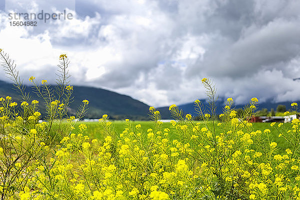 Leuchtend gelbe Wildblumen auf einer Wiese mit Bergen im Hintergrund; Salmon Arm  British Columbia  Kanada