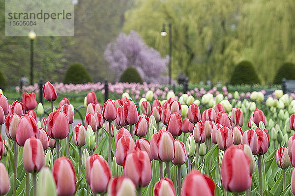 Tulpen in einem Garten  Boston Public Garden  Boston  Suffolk County  Massachusetts  USA