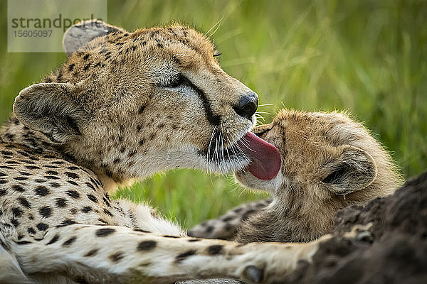 Nahaufnahme eines Geparden (Acinonyx jubatus) im Gras leckenden Jungtier  Grumeti Serengeti Tented Camp  Serengeti National Park; Tansania