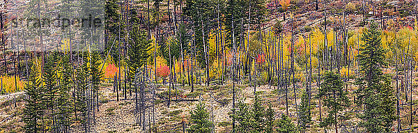 Buntes Laub an Bäumen in den Cascade Mountains im Herbst; Kelowna  British Columbia  Kanada