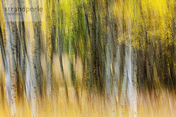 Ein Wald mit verschwommenen Herbstfarben; British Columbia  Kanada