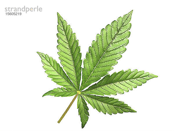 Cannabisblatt auf weißem Hintergrund