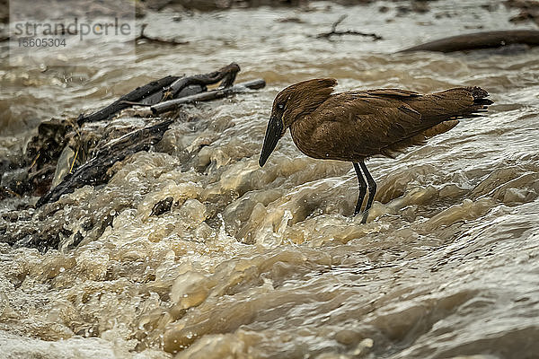 Hamerkop (Scopus umbretta) steht im Fluss und wartet auf Fische  Grumeti Serengeti Tented Camp  Serengeti National Park; Tansania