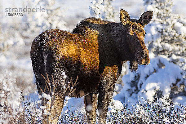 Eine Elchkuh (Alces alces) beim Grasen nach dem ersten großen Schneefall des Winters; Alaska  Vereinigte Staaten von Amerika