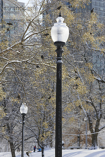 Laternenpfahl und Weidenbaum mit Staren nach einem Schneesturm  Boston Common  Boston  Suffolk County  Massachusetts  USA