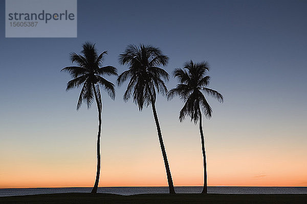 Silhouette von drei Palmen am Strand