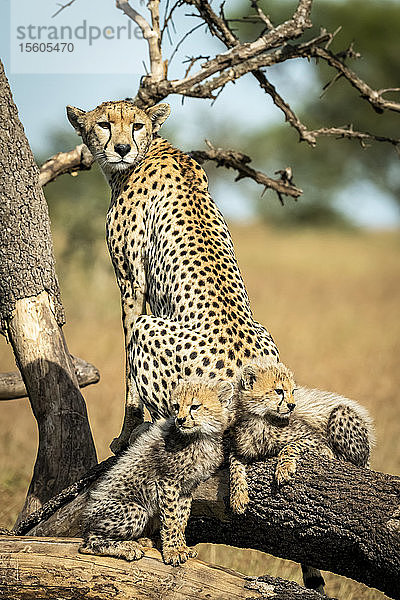 Gepard (Acinonyx jubatus) sitzt mit zwei Jungtieren auf einem toten Ast  Grumeti Serengeti Tented Camp  Serengeti National Park; Tansania