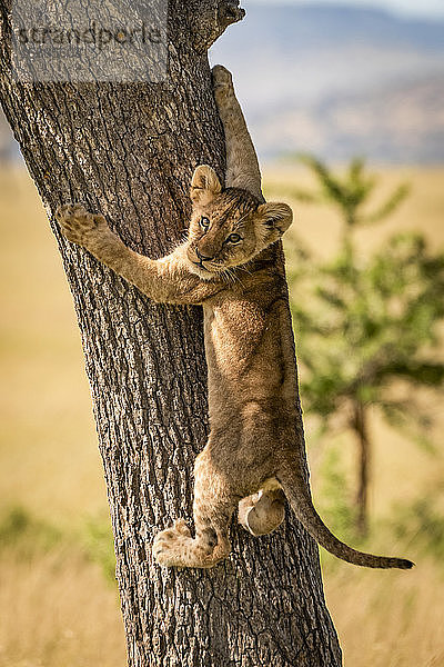 Löwenjunges (Panthera leo) schaut zurück und klettert auf einen Baumstamm  Grumeti Serengeti Tented Camp  Serengeti National Park; Tansania