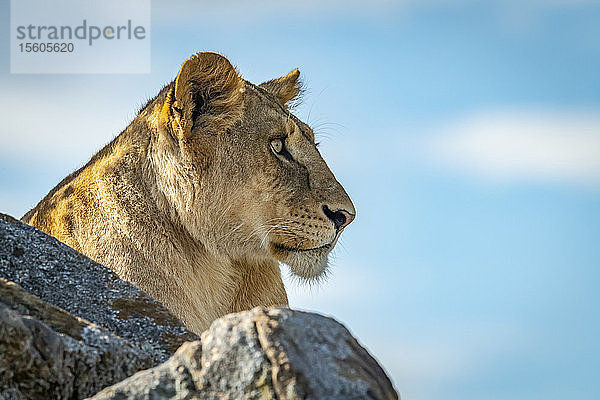 Löwin (Panthera leo) liegt auf dem Kopje und schaut über die Felsen  Klein's Camp  Serengeti National Park; Tansania