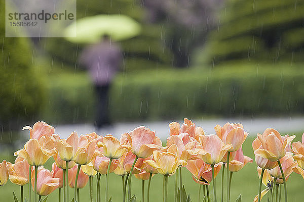 Nahaufnahme von Tulpenblüten in einem Garten