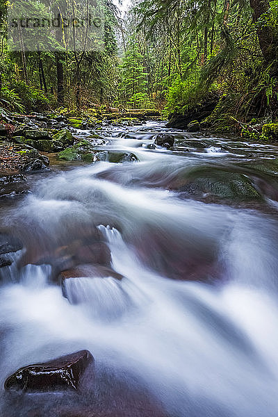 Bach  der durch den Regenwald an der Küste von Oregon fließt; Oregon  Vereinigte Staaten von Amerika