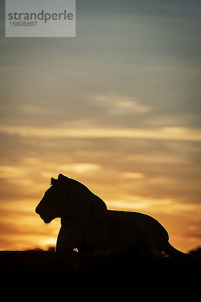 Löwin (Panthera leo) liegt in Silhouette gegen den Morgenhimmel  Grumeti Serengeti Tented Camp  Serengeti National Park; Tansania