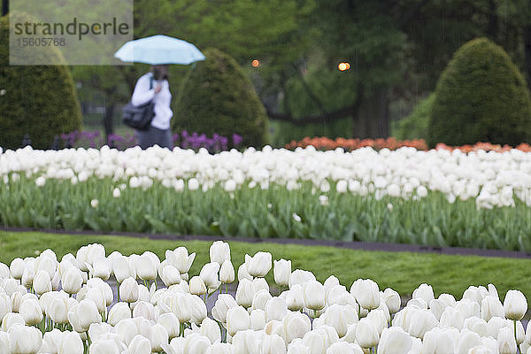 Weiße Tulpen in einem Garten  Boston Public Garden  Boston  Suffolk County  Massachusetts  USA