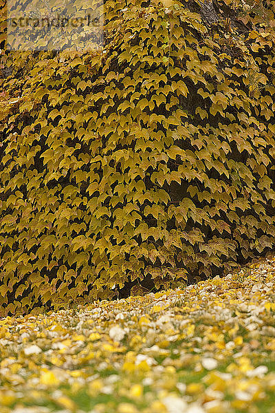 Gefallene Blätter im North End Park  Boston  Suffolk County  Massachusetts  USA