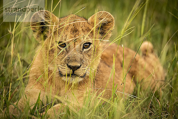 Löwenjunges (Panthera leo) liegt starrend im langen Gras  Grumeti Serengeti Tented Camp  Serengeti National Park; Tansania