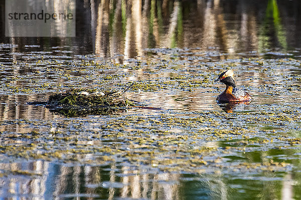 Ohrentaucher (Podiceps auritus) nähert sich seinem mit Eiern gefüllten Nest in einem Teich bei Fairbanks; Alaska  Vereinigte Staaten von Amerika