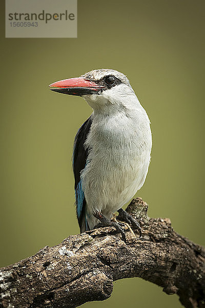 Wald-Eisvogel (Halcyon senegalensis)  der auf einem toten Ast nach links abbiegt  Grumeti Serengeti Tented Camp  Serengeti-Nationalpark; Tansania