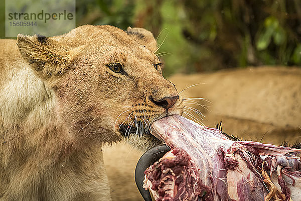 Nahaufnahme einer Löwin (Panthera leo)  die Fleisch von einem Tierkörper zieht  Cottar's 1920s Safari Camp  Maasai Mara National Reserve; Kenia