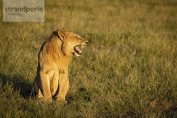 Männlicher Löwe (Panthera leo) zeigt Flehmen-Reaktion im Gras sitzend  Grumeti Serengeti Tented Camp  Serengeti National Park; Tansania