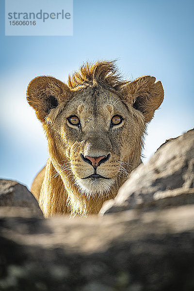 Ein junger männlicher Löwe (Panthera leo) streckt seinen Kopf über einen Felsvorsprung unter blauem Himmel. Er hat eine kurze Mähne und starrt direkt in die Kamera. Klein's Camp  Serengeti-Nationalpark; Tansania