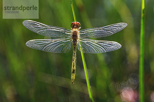 Libelle im Umbagog-See