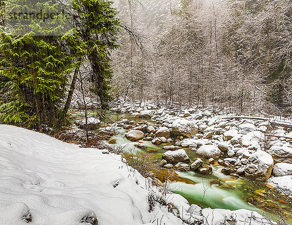 Bach  der im Winter über schneebedeckte Felsen fließt  und Nebel im Wald; British Columbia  Kanada