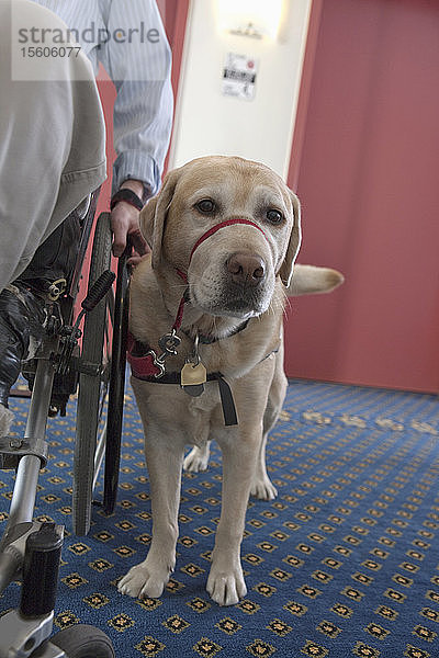 Diensthund und ein Mann mit einer Rückenmarksverletzung im Rollstuhl verlassen den Aufzug