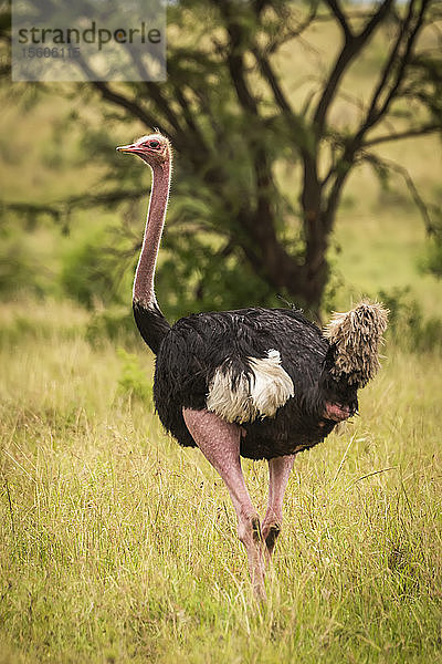 Männlicher Strauß (Struthio camelus) steht im langen Gras  Cottar's 1920s Safari Camp  Maasai Mara National Reserve; Kenia