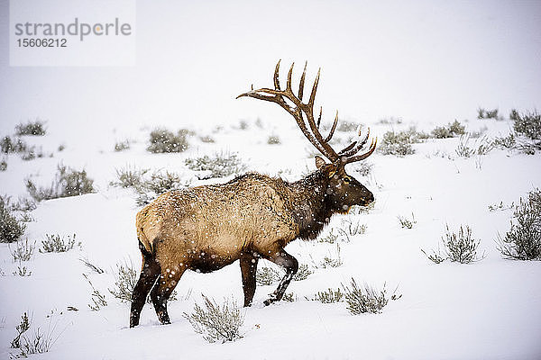 Großer Elchbulle (Cervus canadensis) mit majestätischem Geweih bei einem Spaziergang durch den winterlichen Schneesturm im Yellowstone National Park; Wyoming  Vereinigte Staaten von Amerika