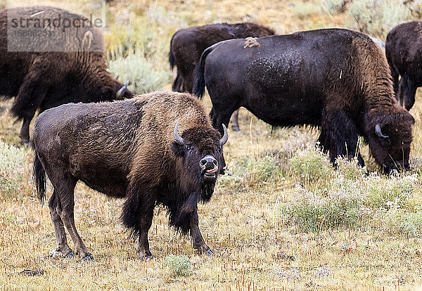 Amerikanischer Bison (Bison bison) beim Abgrasen von Gras und Pflanzen  Yellowstone National Park; Vereinigte Staaten von Amerika